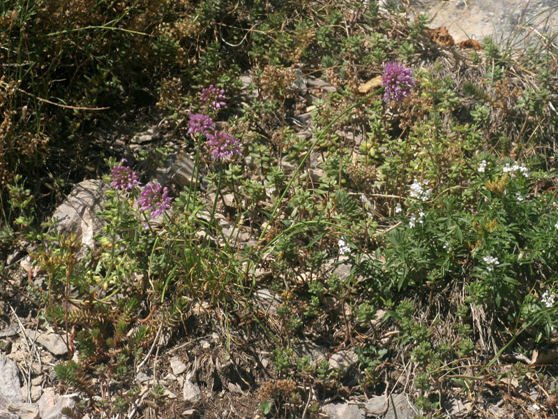 Allium lusitanicum / Aglio montano